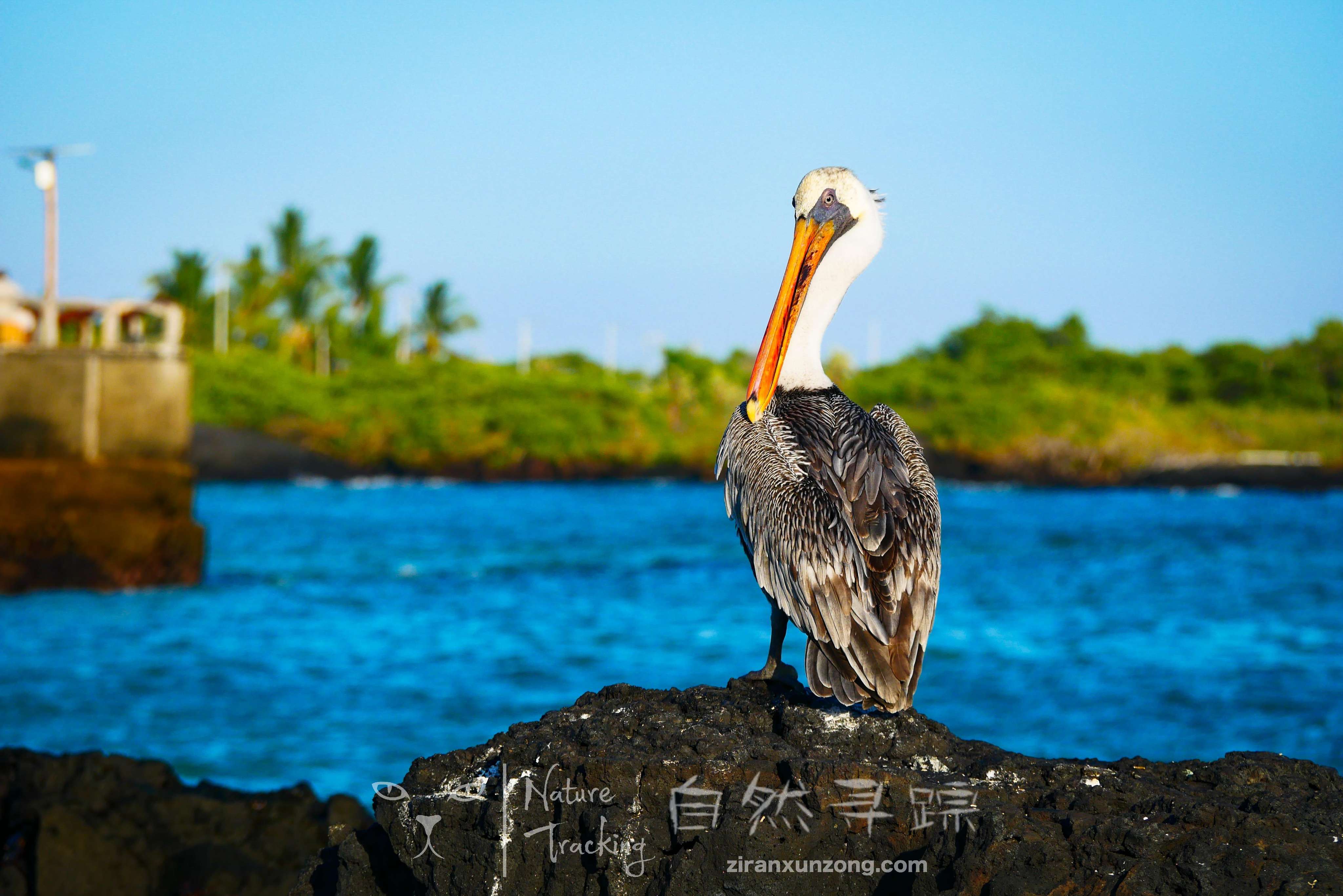 加拉帕戈斯概况